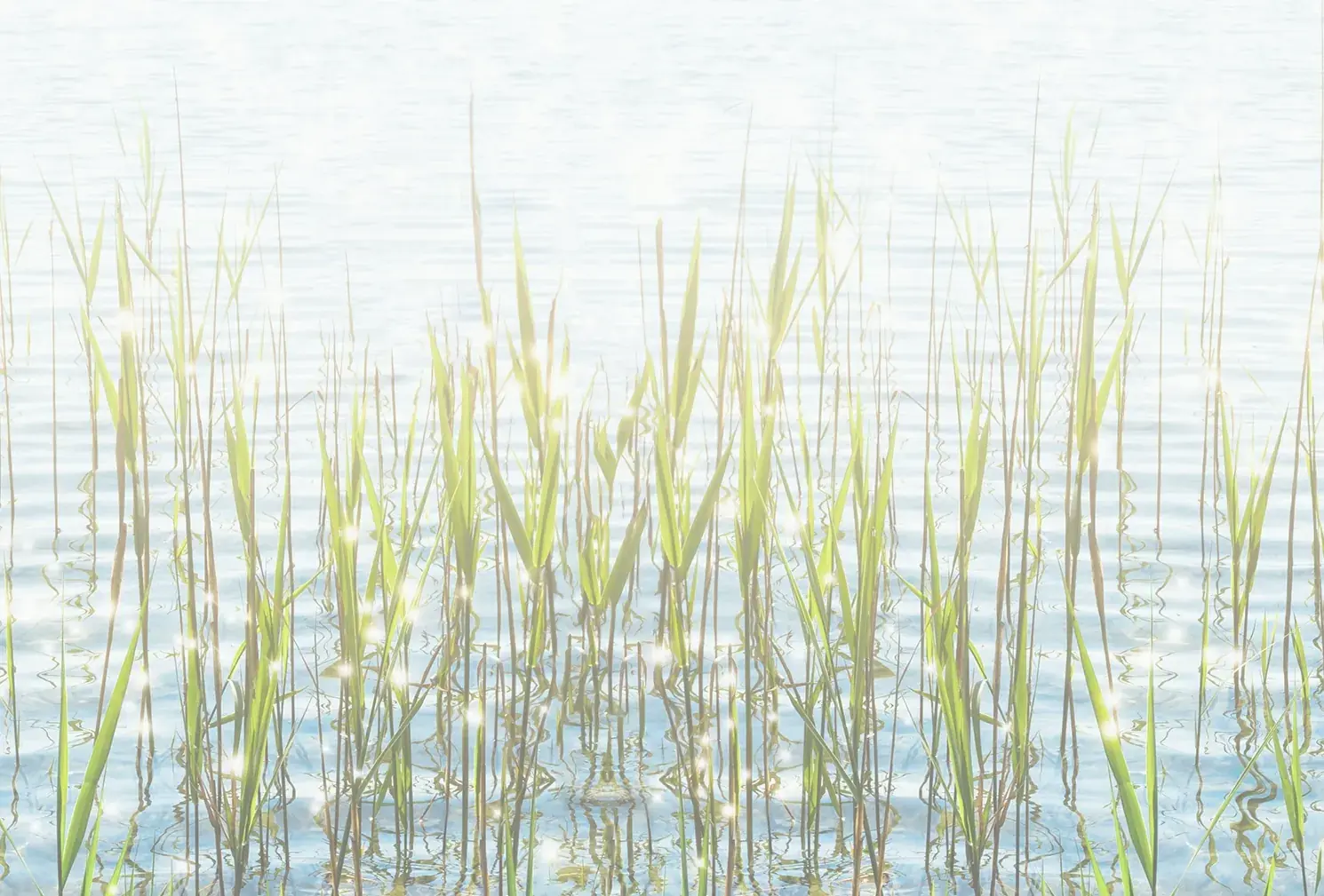 Schilf und Gräser am Wasser im Gegenlicht